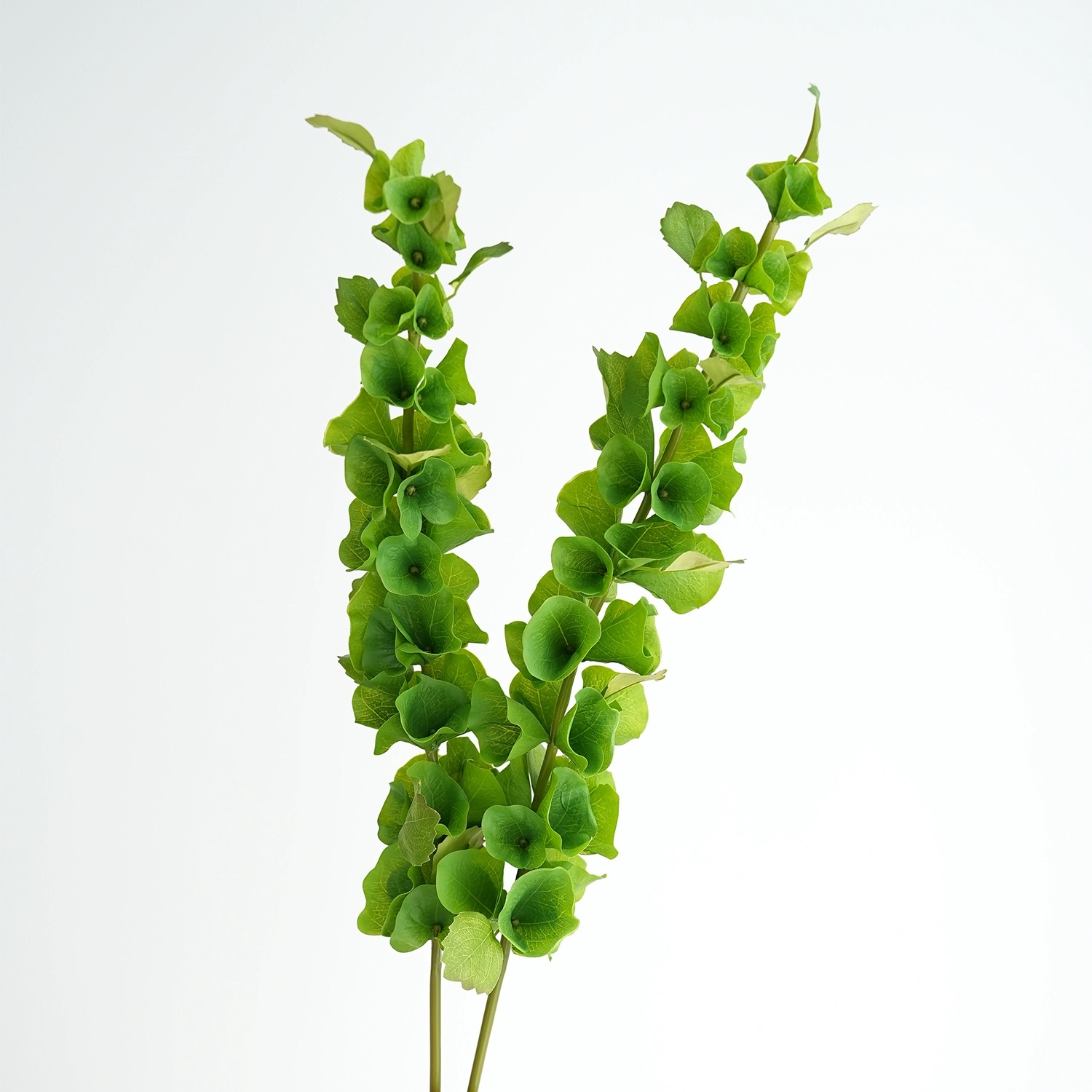 Florist Supply Bulk - 2 pezzi di fiori di conchiglia