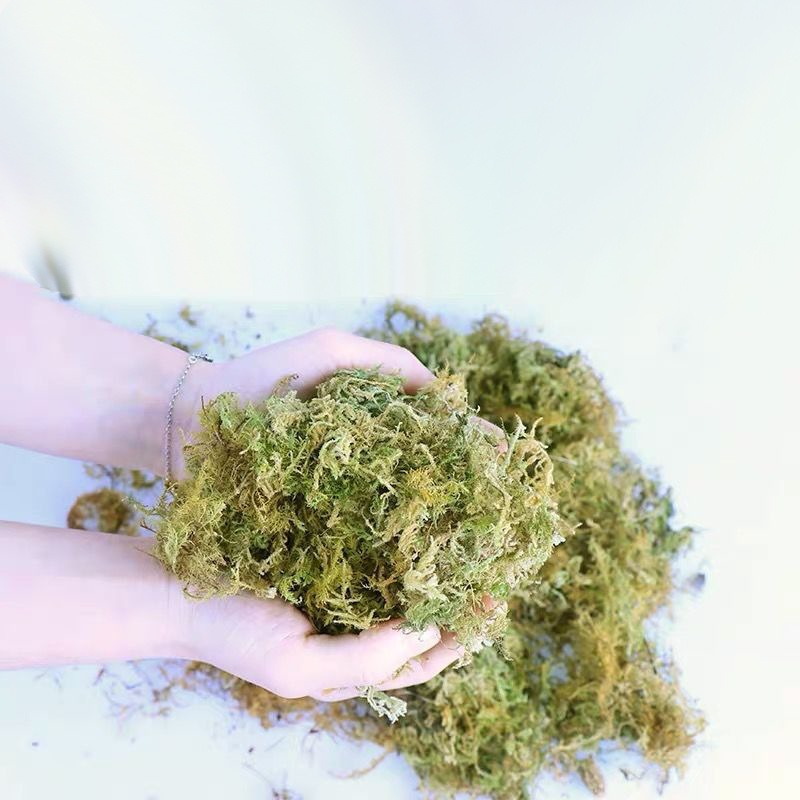 Muschio Naturale Essiccato per - Preserved Moss Sheet recensione e prezzo